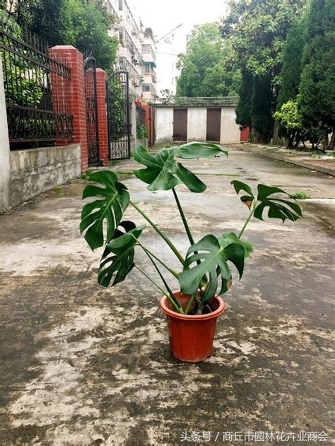 龜 背 竹 風水|龜背竹該如何擺放風水最好